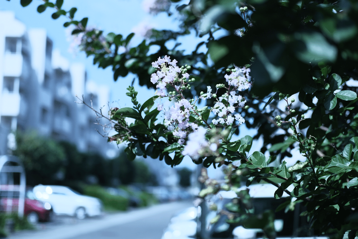 Greenlight - Photograph｜rain_refrain_