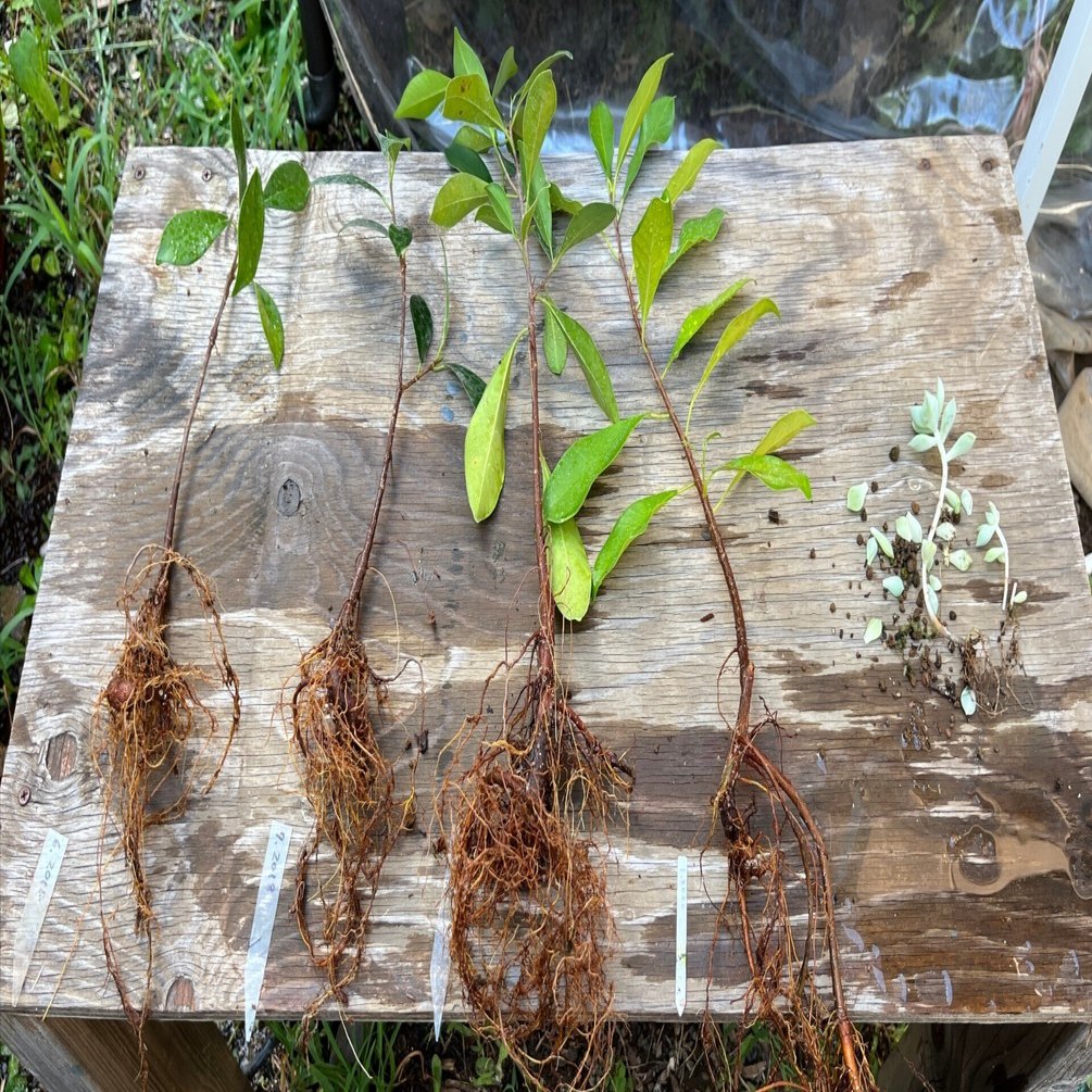 ガジュマル植え替え2日目(2024.8.25)｜NAKADA Shugo