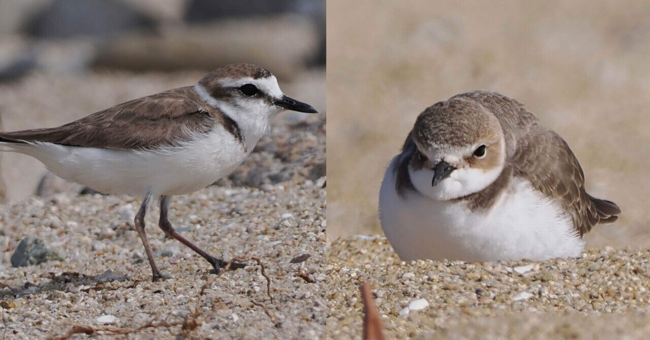 は自分にプチご褒美を 砂浜を疾走する野鳥 シロチドリ｜くまごろう その他