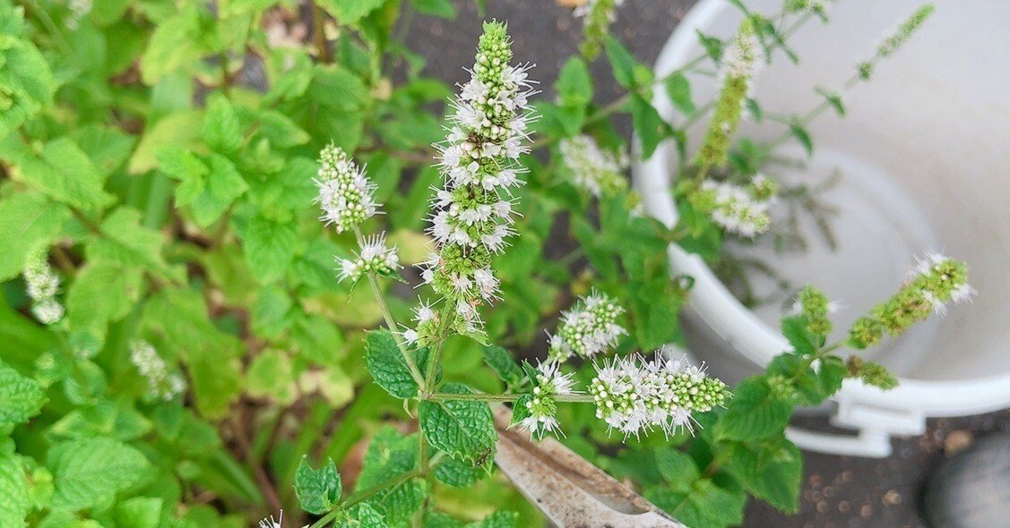 スペアミントと その お花 とちょっと デカ スペアミント 蒸留日記 vol.130-1】スペアミントの花穂を蒸留してみる！｜エフゲニー