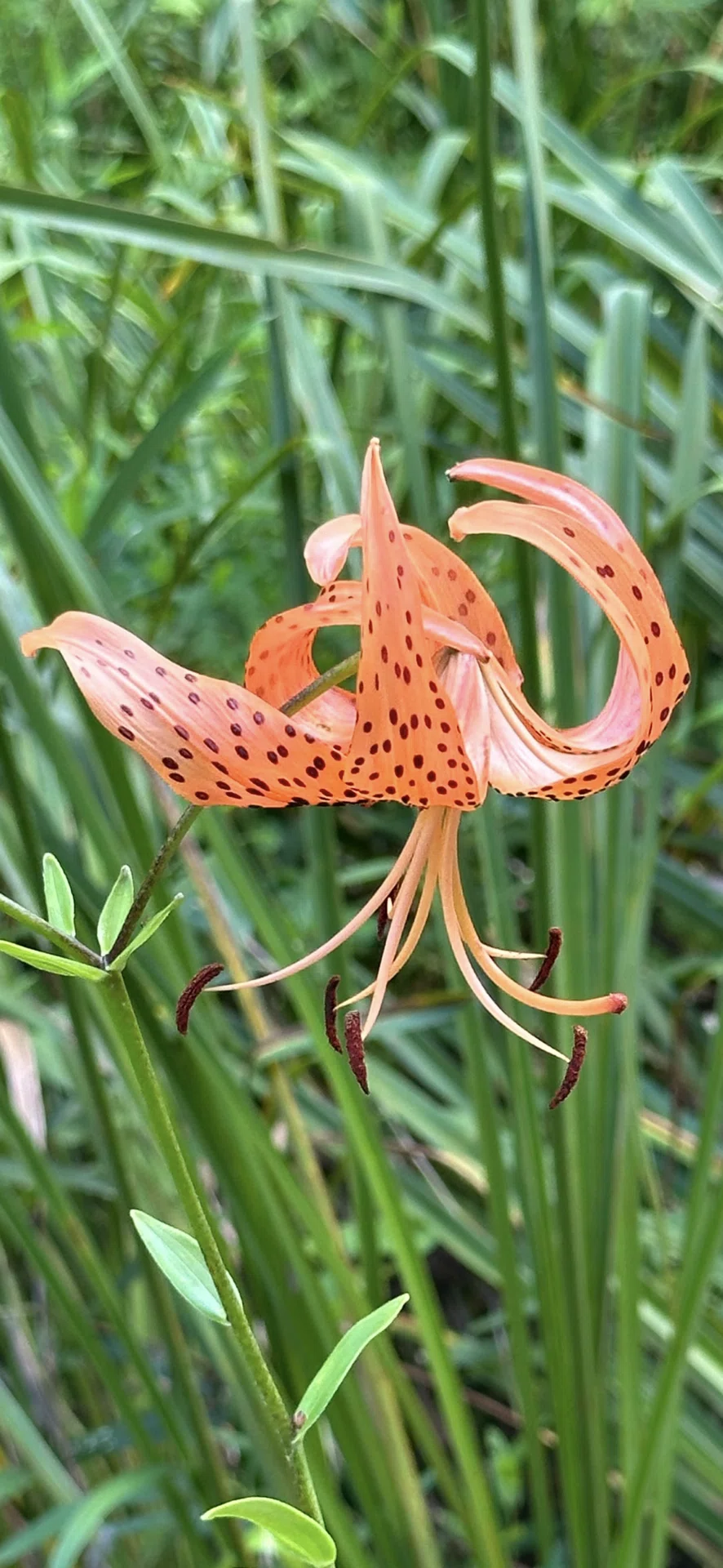 TIGER LILY｜EGGSEED