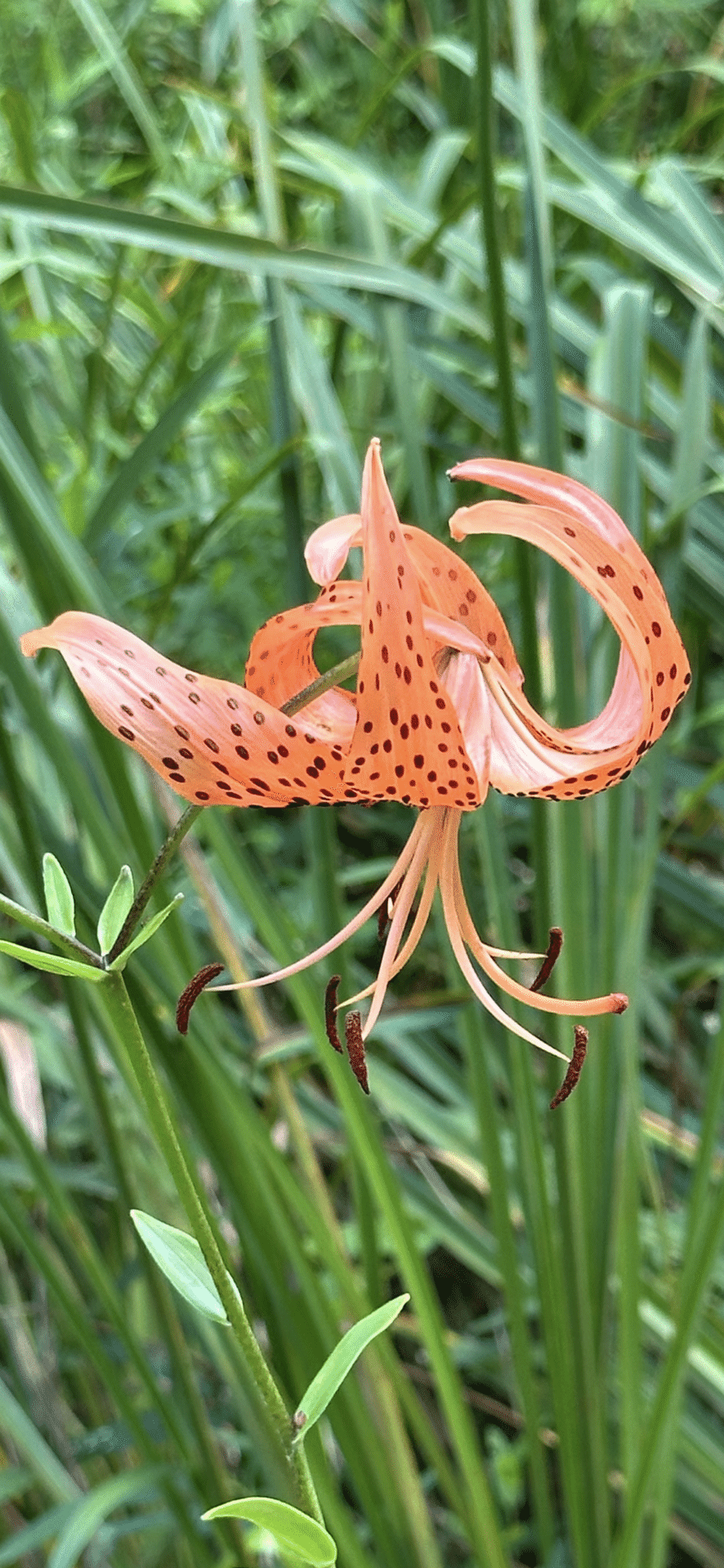 タイガーリリー タイガーリリー様用 タイガーリリー様用 OTHERS VOL.20