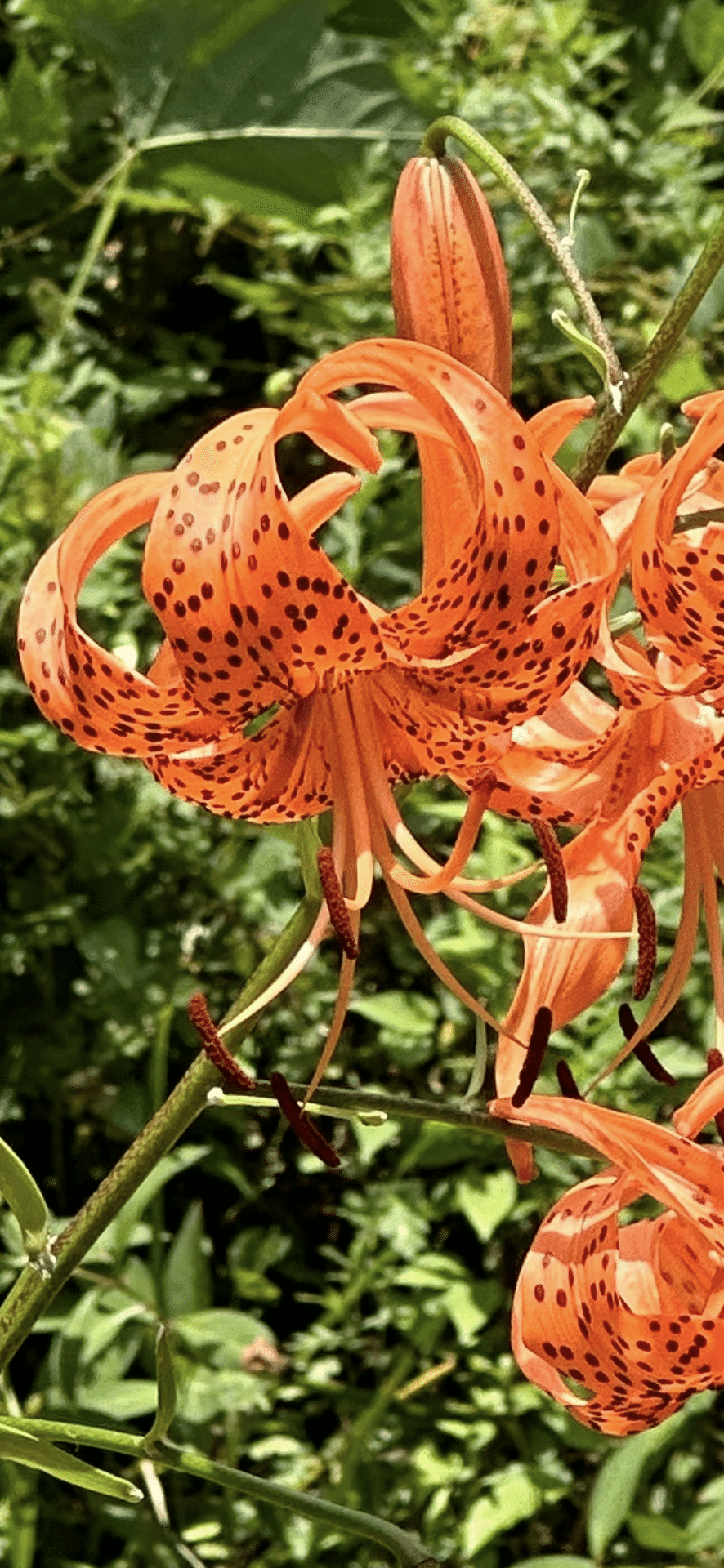 TIGER LILY｜EGGSEED