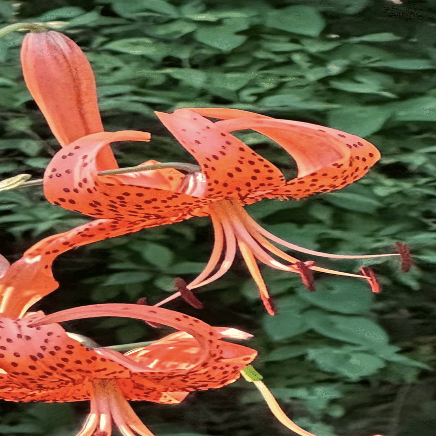 TIGER LILY｜EGGSEED