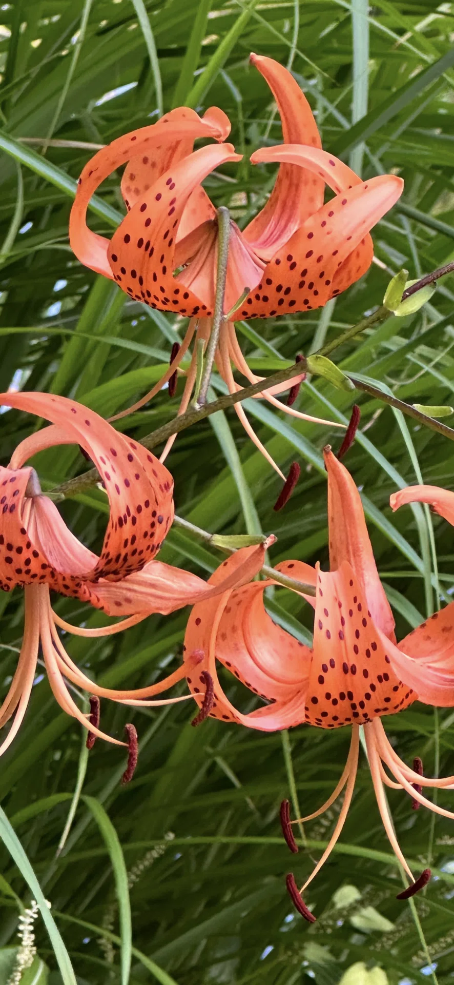 TIGER LILY｜EGGSEED