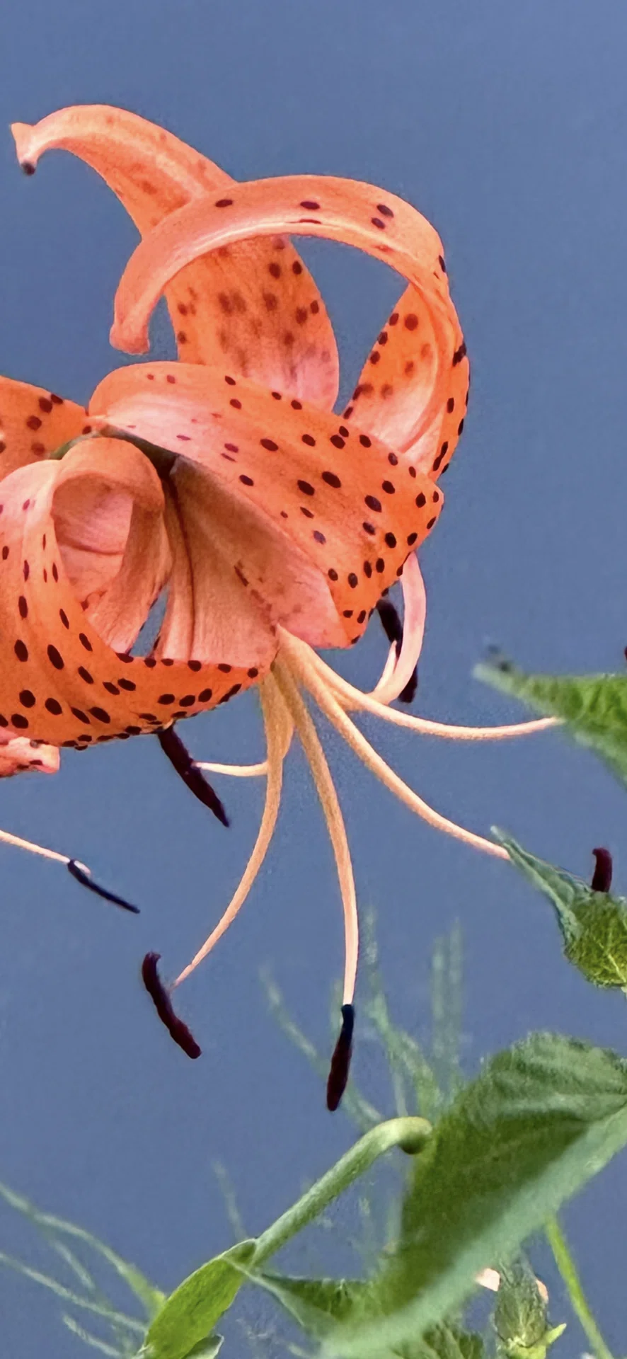 TIGER LILY｜EGGSEED