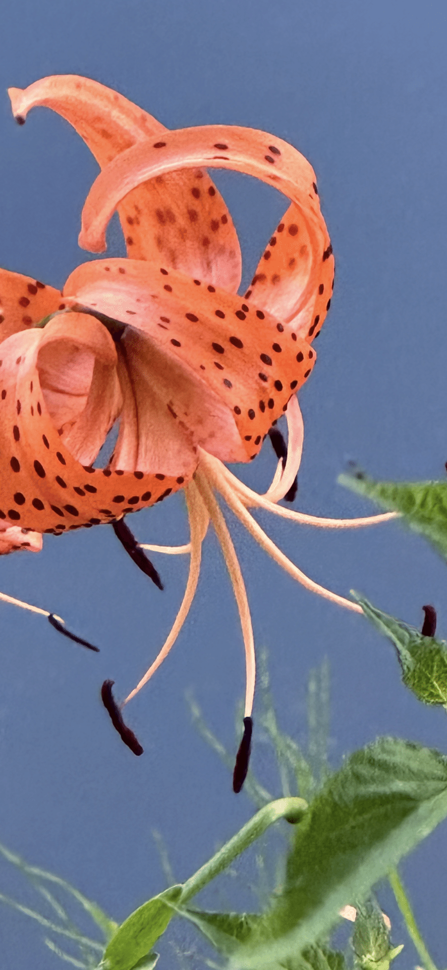 TIGER LILY｜EGGSEED