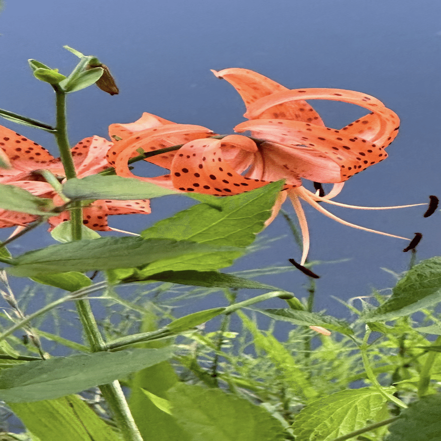 TIGER LILY｜EGGSEED