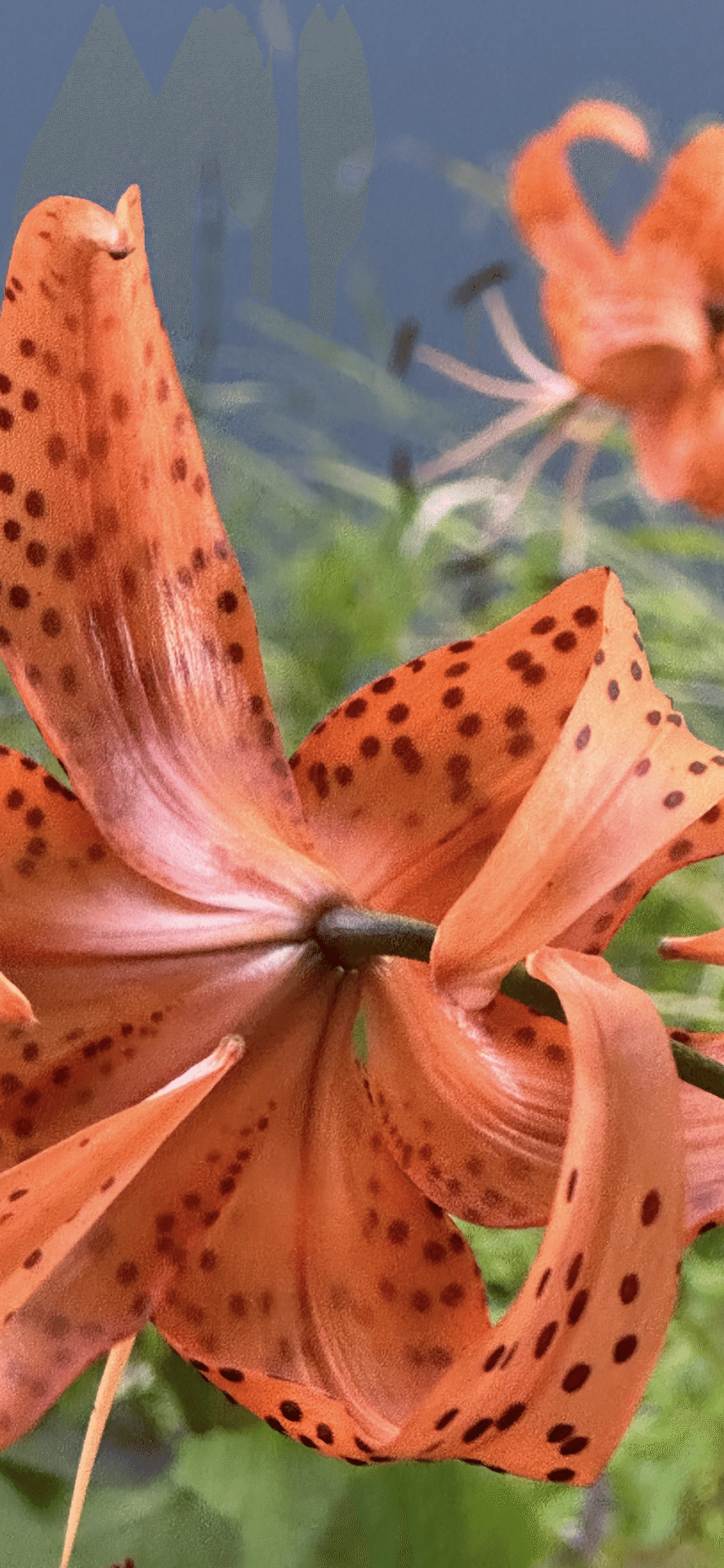 TIGER LILY｜EGGSEED
