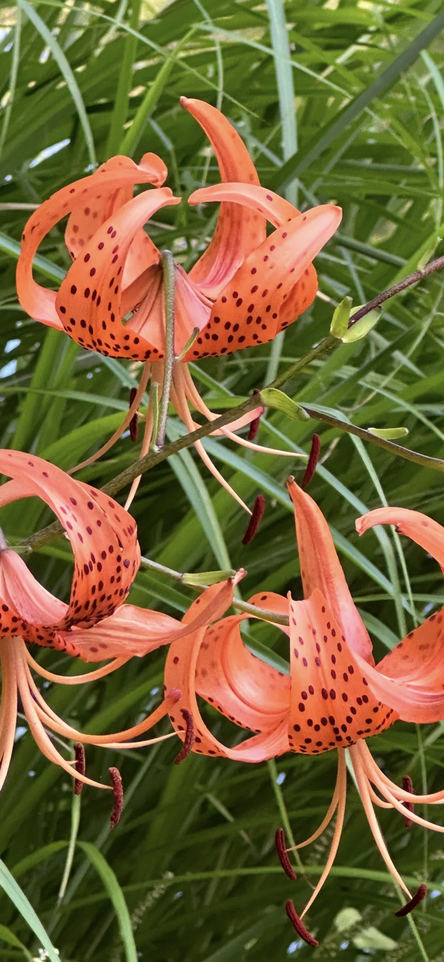 TIGER LILY｜EGGSEED