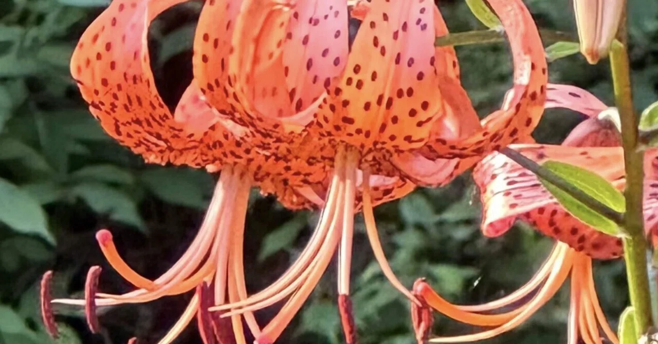 TIGER LILY｜EGGSEED