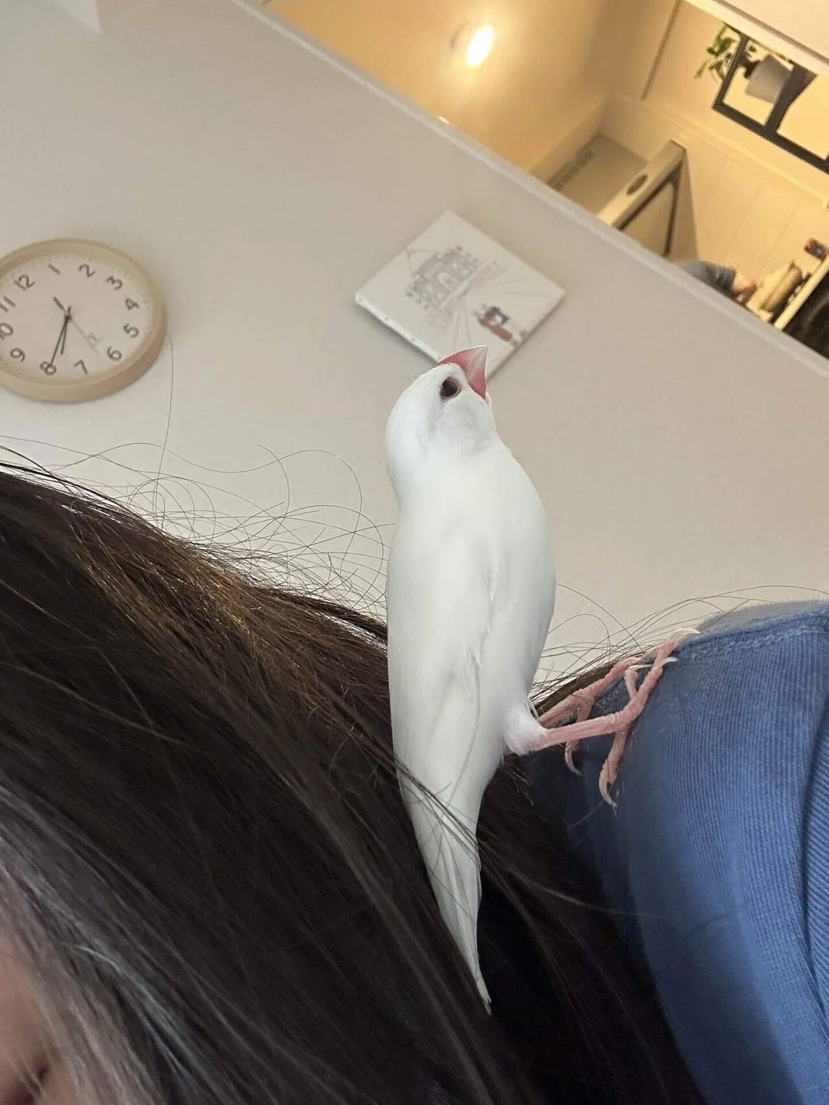 We welcomed a new Java sparrow 🕊️ | Diary from 8/24 to 9/6｜岩田悠里