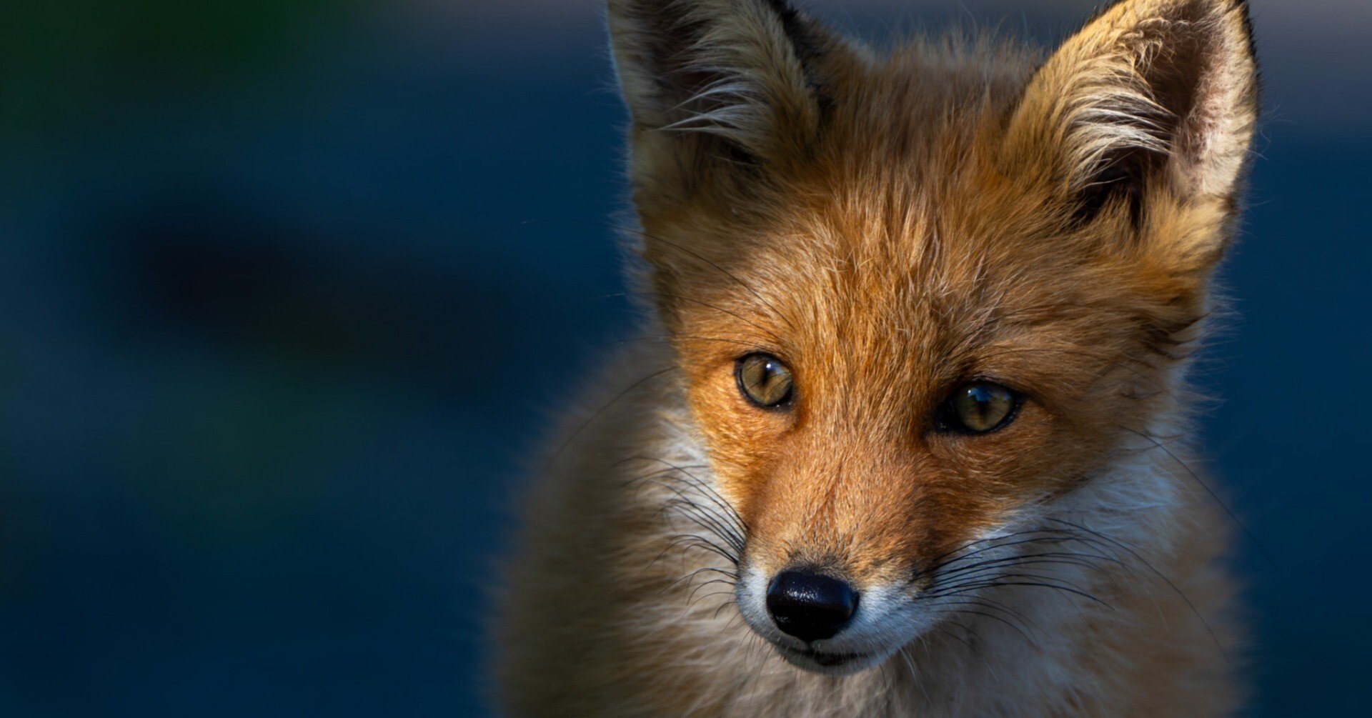 a50d5ae699ae3aa1095174a6b2d45d