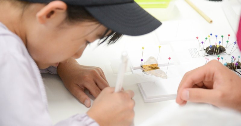 「命」に感謝して、持ち帰る夏の一日（夏休み自由研究企画/昆虫標本づくりレポート）