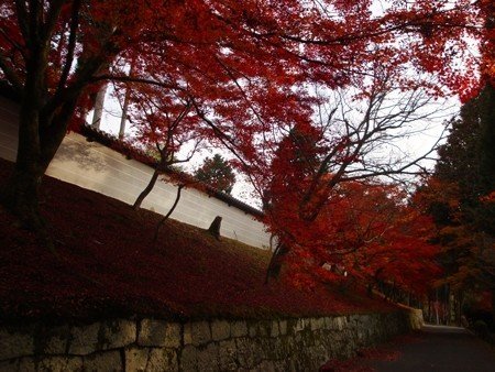 京都紅葉ガイド 曼殊院門跡編 リアル絵tシャツ屋さん Note