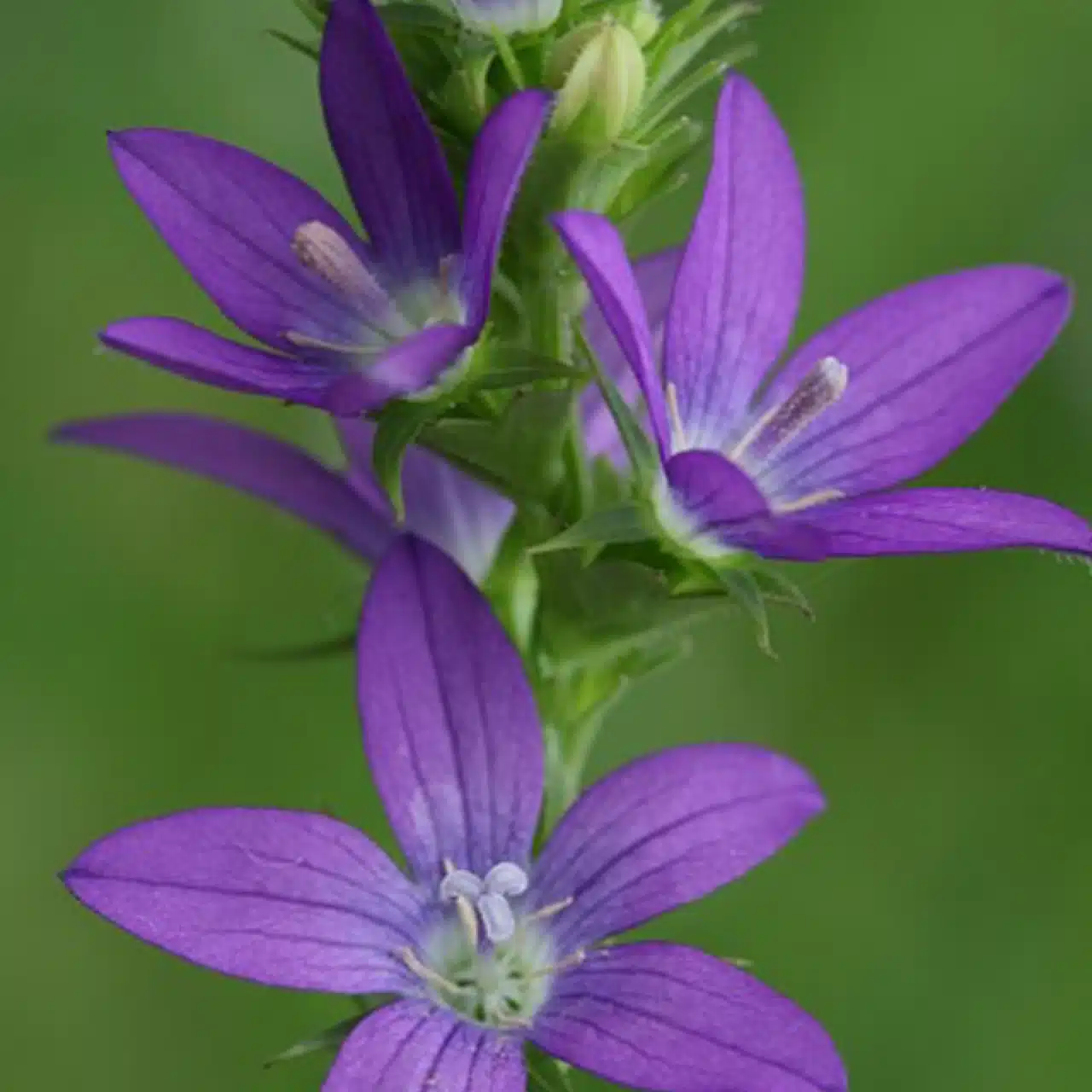 キキョウ草