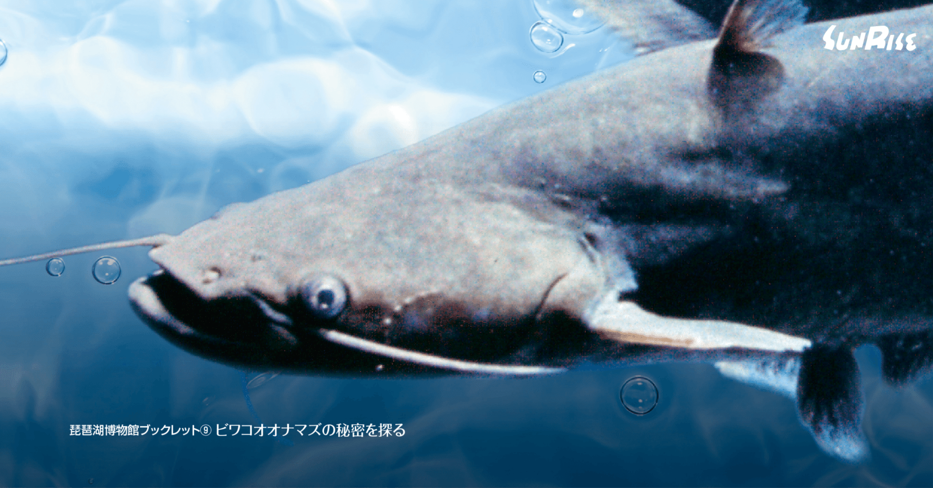 ビワコオオナマズ ビワコオオナマズ(22cm±)WILD△ - m8堂