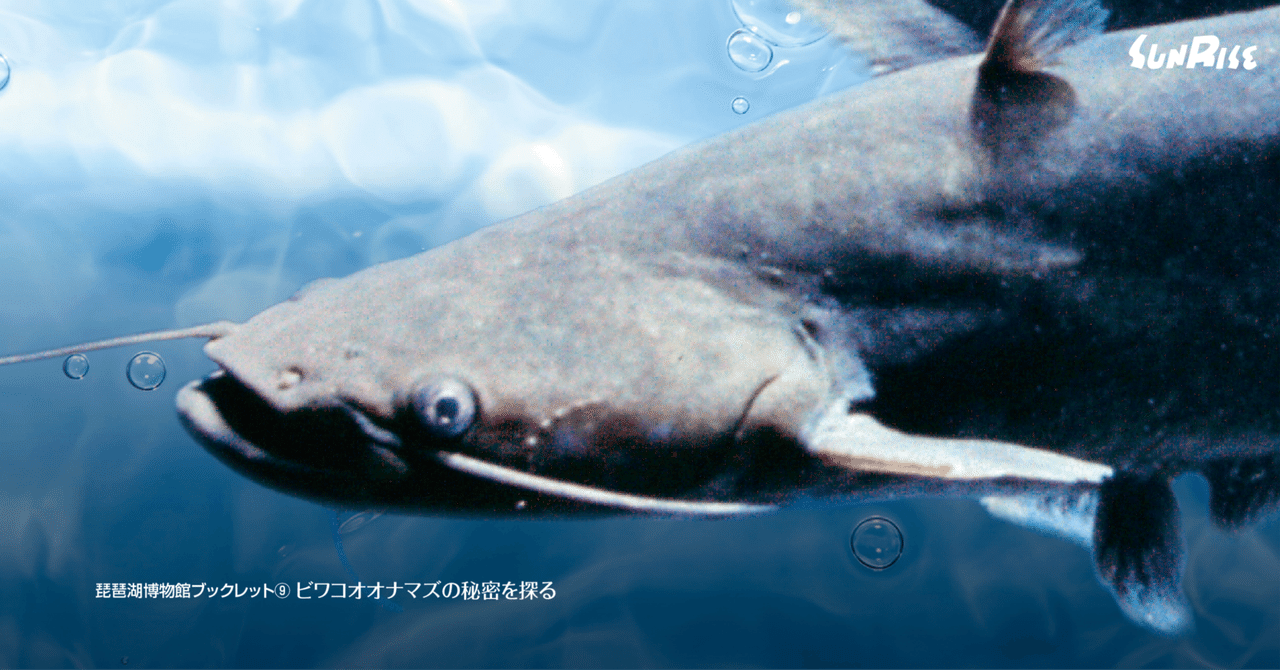 ビワコオオナマズと琵琶湖博物館｜サンライズ出版＠心に残る本づくり