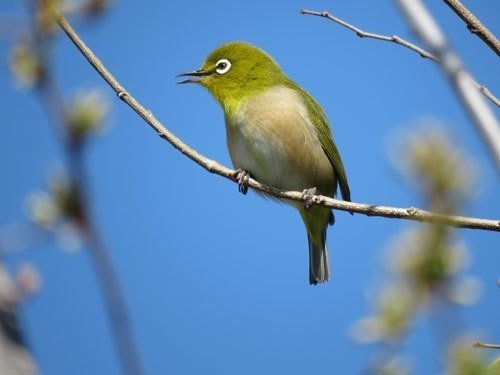 アンプ 小鳥 メジロ | oticasara.com.br