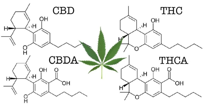 生の大麻（カンナビノイド酸）の健康効果