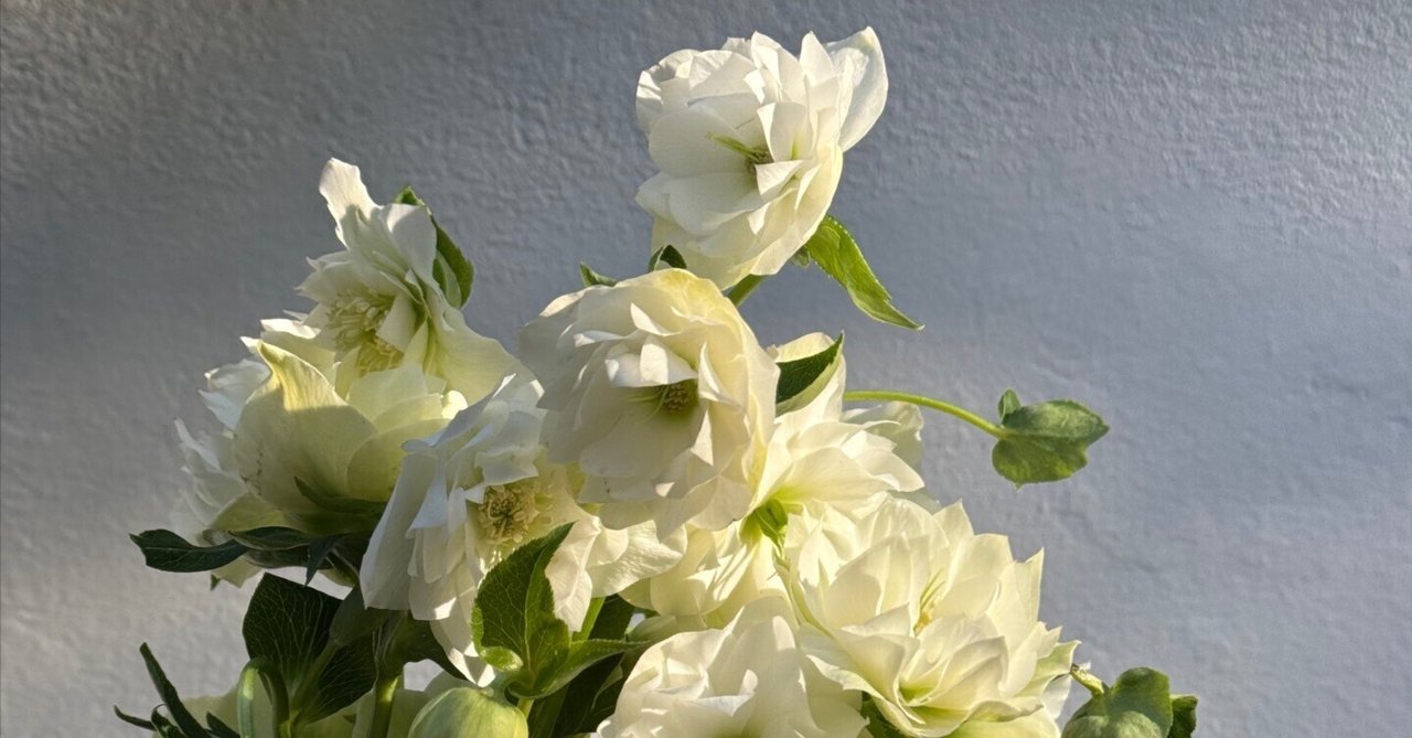 クリスマスローズとラナンキュラスの春のお花リース ビオラ ユキヤナギ