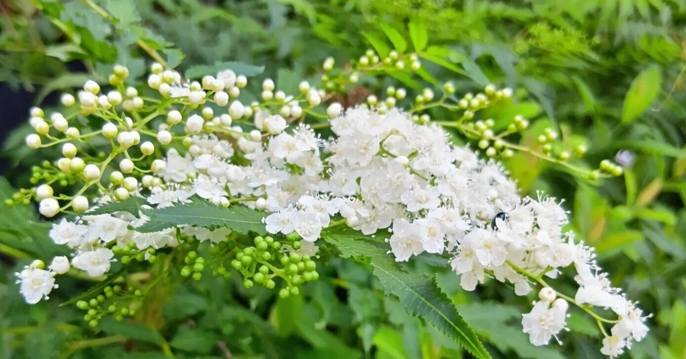 木の花｜haruka