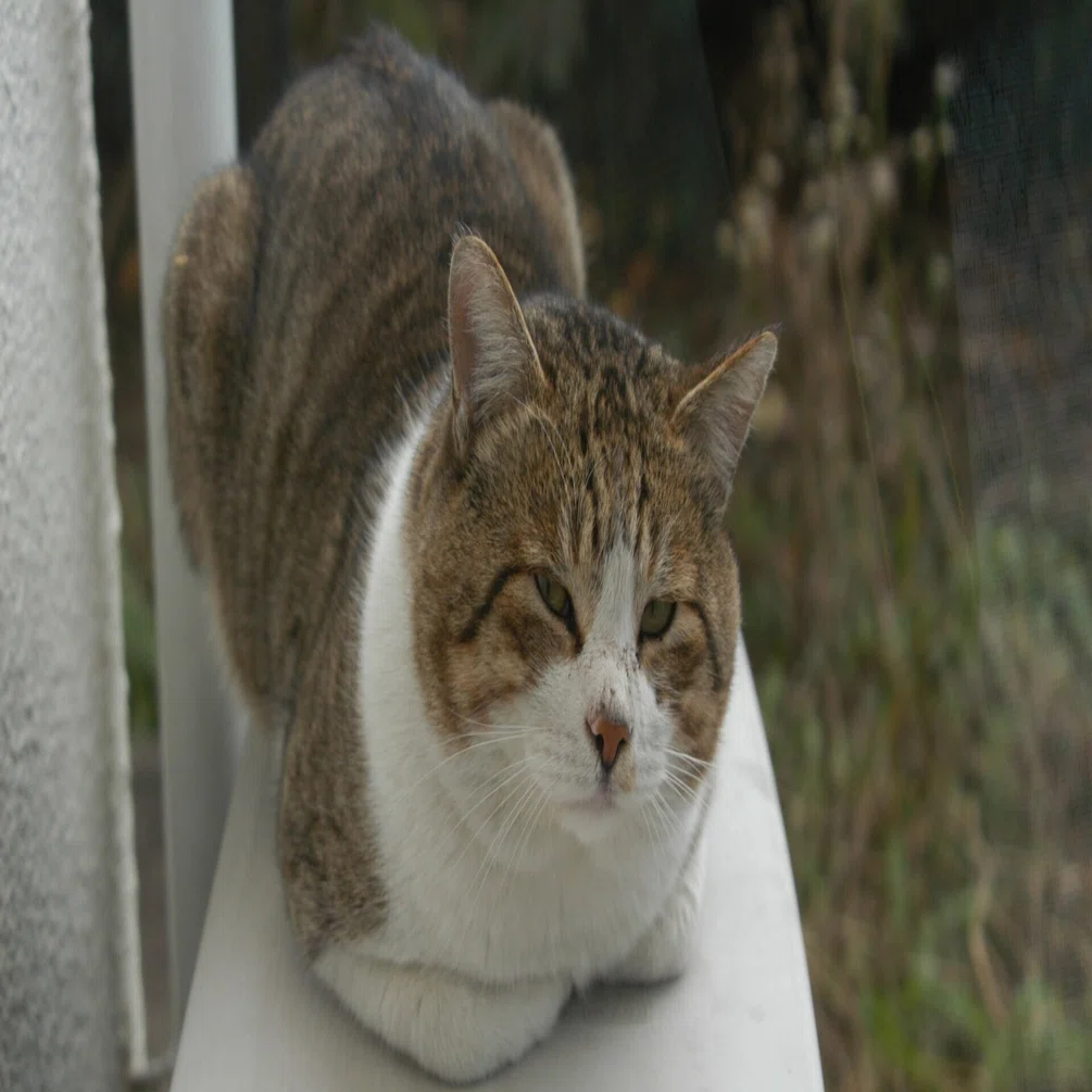 ボス風猫2007｜Goron