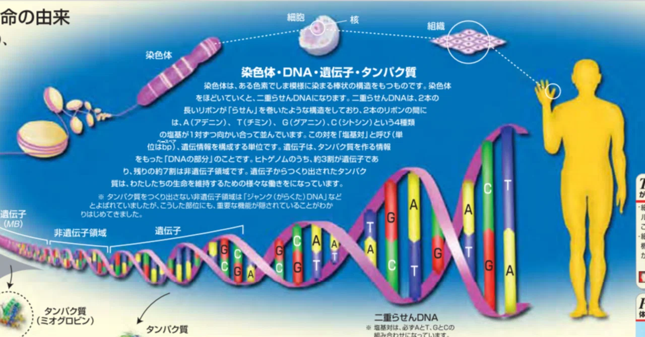 ヒトゲノムマップ：ヒトの遺伝子を視覚化｜きゃっぷ🐼