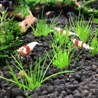 レッドビーシュリンプ水槽立ち上げ 第二弾 Kakoto Note