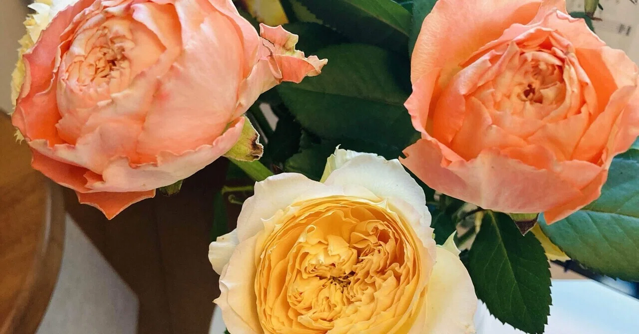 Leftmost Roses 薔薇の花束|beniiro