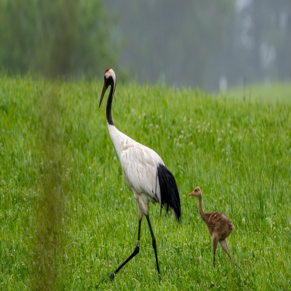 別海町の身近な生き物：タンチョウヅル｜べつかいジャーナル