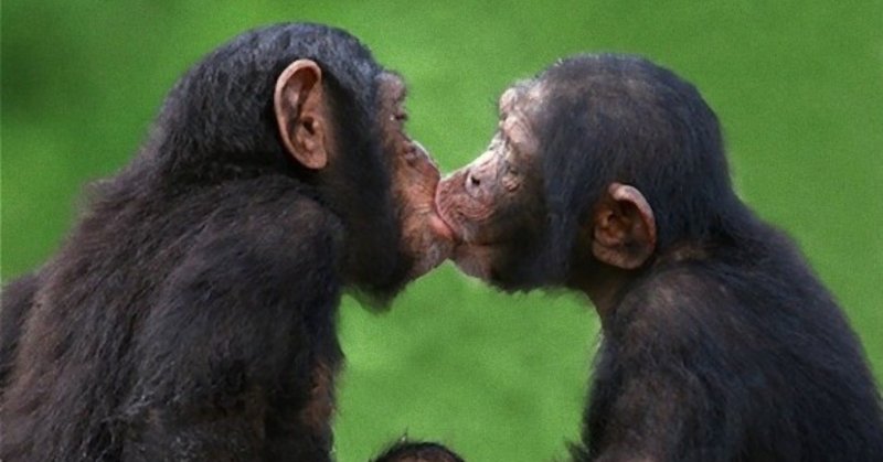 チンパンジー仲直りのキス_karapaia