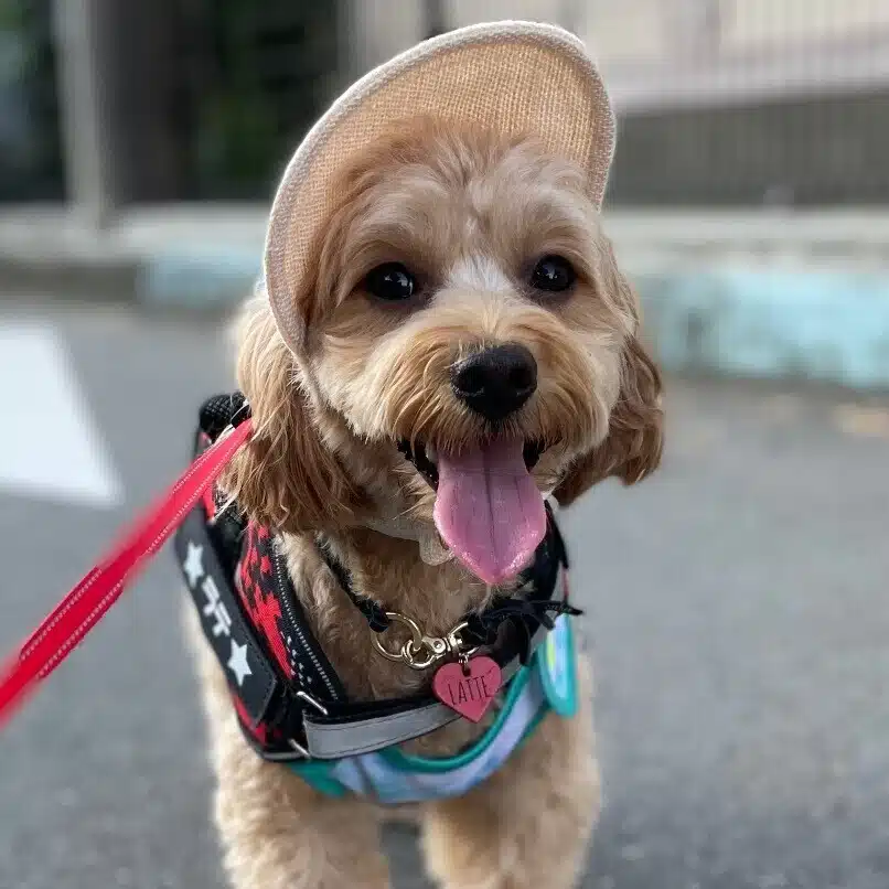 愛犬家