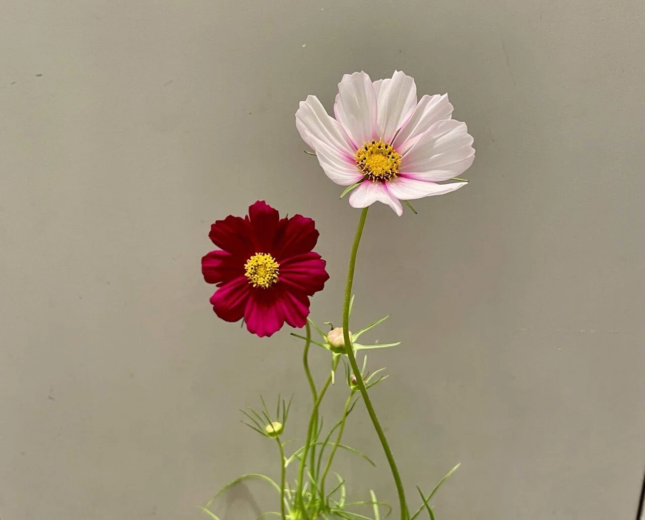 🌼Cosmos Day🌼｜D.STYLE