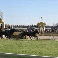 アニマルキングダム産駒を買ってはいけない Harappaのracing Magazine Note