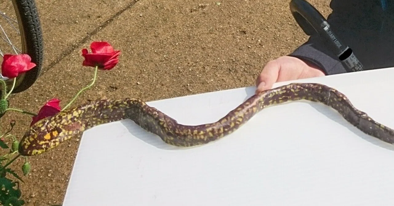 紙粘土のヘビ、イセエビの標本(12歳)｜かめのめーめ