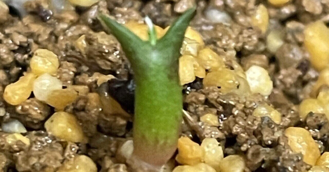アストロフィツム　カプトメデューサ　実生株 アストロフィツム カプトメデューサ 実生①｜みーさぼ🌵🐰