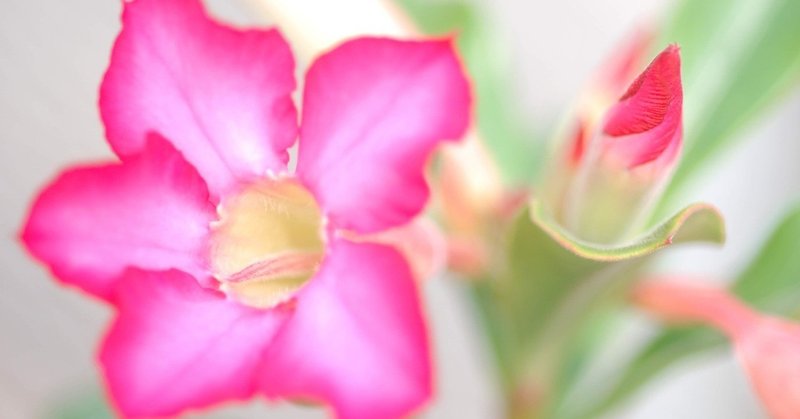 園芸って 植物を育てることが面白い もくたろう 園芸業従事者 Note