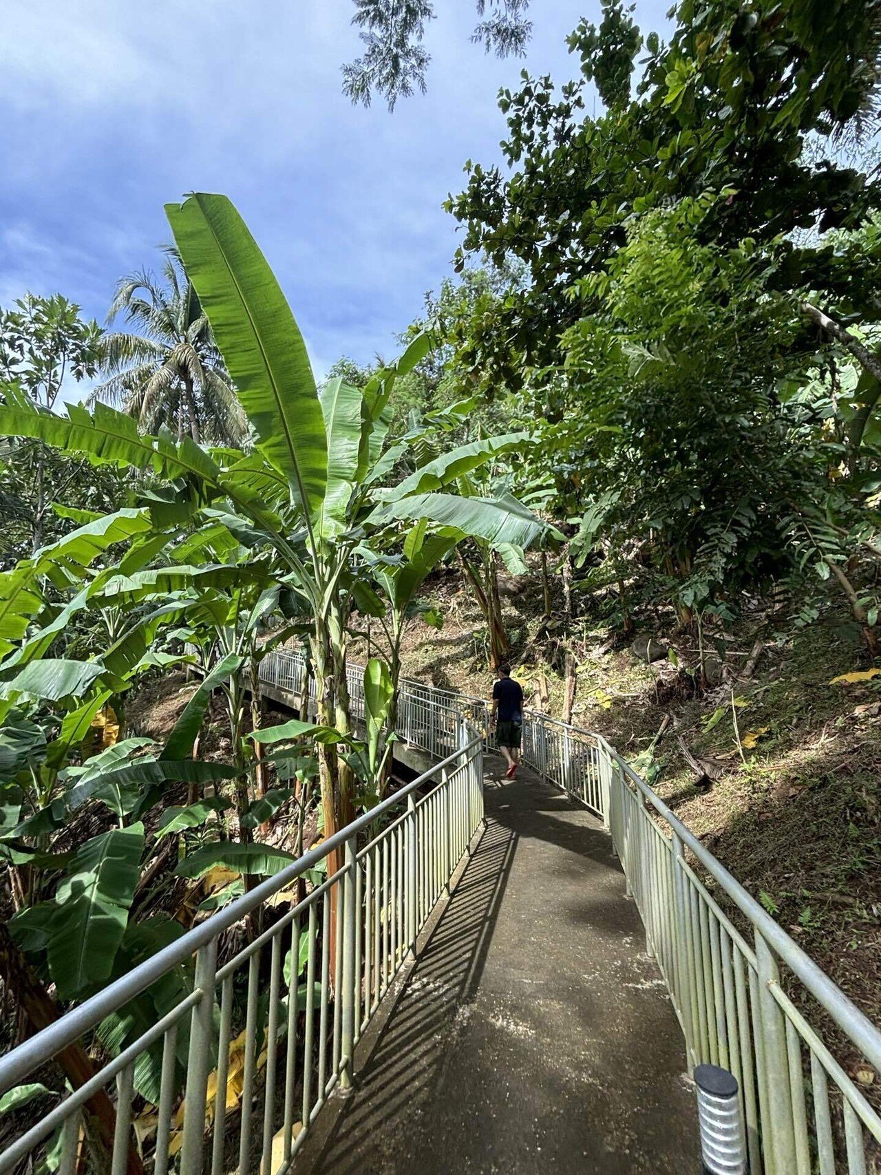 🇵🇭フィリピン・ルソン島🇯🇵 ジャングルだらけの森に🇯🇵Japanease