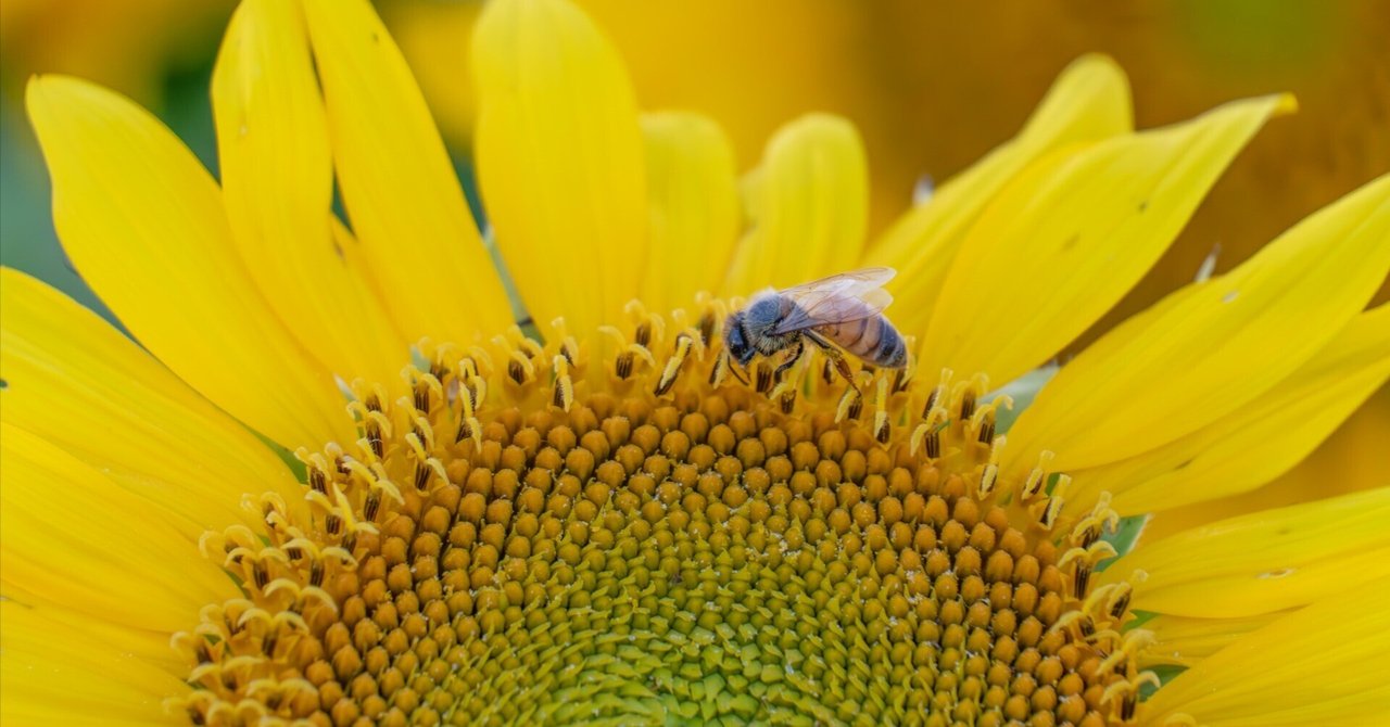 4K Ultra HD ]三ノ倉高原 ひまわり畑 Sunflower field in