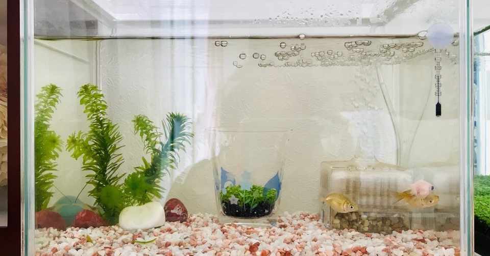 初心者が金魚のピンポンパールを飼い始めた話 Funnythingz Note