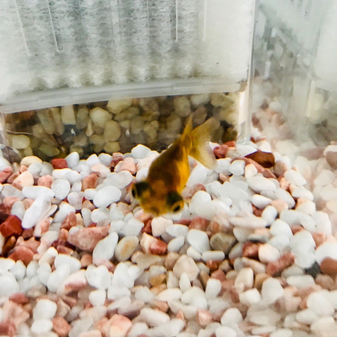 初心者が金魚のピンポンパールを飼い始めた話 Funnythingz Note