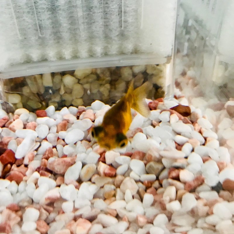 初心者が金魚のピンポンパールを飼い始めた話 Funnythingz Note 初心者が金魚のピンポンパールを飼い始めた話 Funnythingz Note