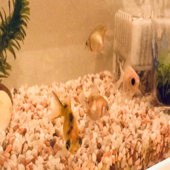 初心者が金魚のピンポンパールを飼い始めた話 Funnythingz Note