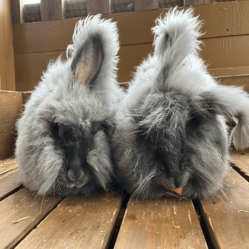 あなたは見分けられますか？王国ファームアンゴラウサギ🐰｜那須