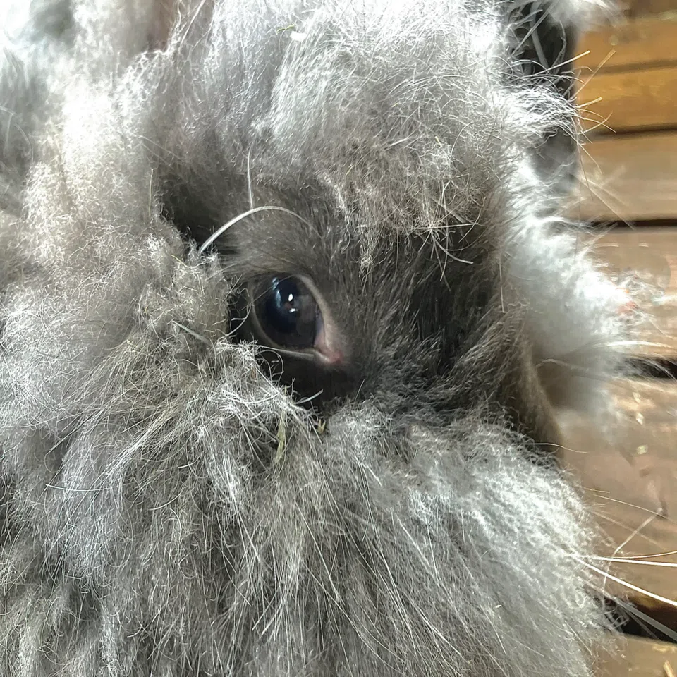 あなたは見分けられますか？王国ファームアンゴラウサギ🐰｜那須