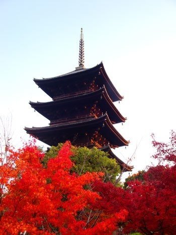 京都紅葉ガイド 東寺編 リアル絵tシャツ屋さん Note 京都紅葉ガイド 東寺編 リアル絵tシャツ屋さん Note