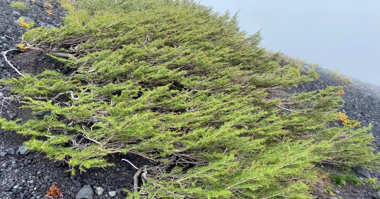 カラマツ 〜冬に眠る針葉樹の、ガッツ ある一面〜｜日本花卉文化
