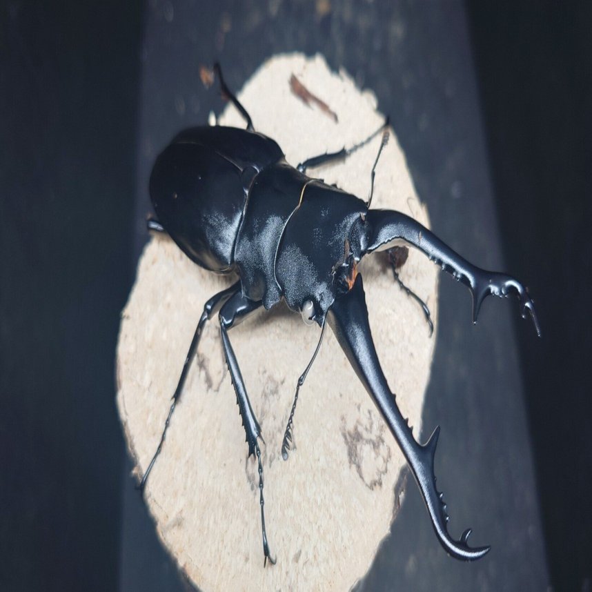 初心者のギラファノコギリクワガタ飼育｜kkyt