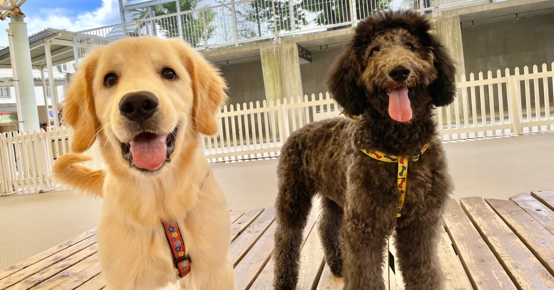 ニューフェイス！〜大型犬編〜｜那須どうぶつ王国公式note